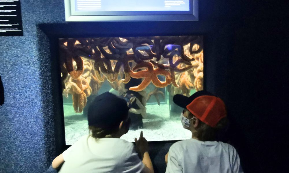 Two kids looking at large star fish in a tank at a sea life centre.