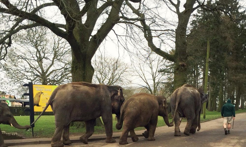 Elephants being taken for a walk at Whipsnade Zoo.