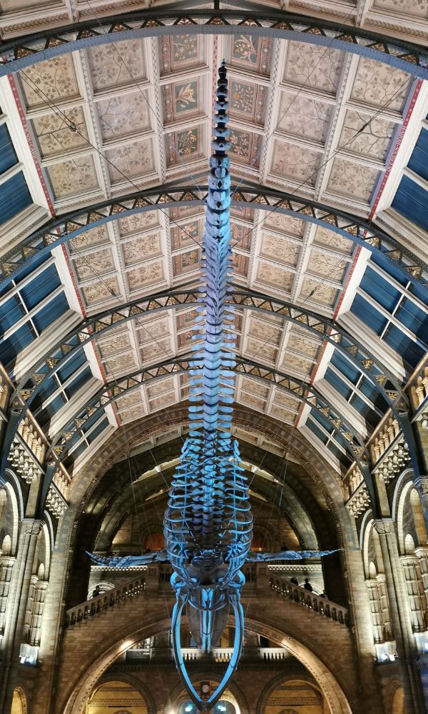 Illuminated skeleton of the Blue Whale hanging from the ceiling of the Hintze Hall in the Natural History Museum in London.