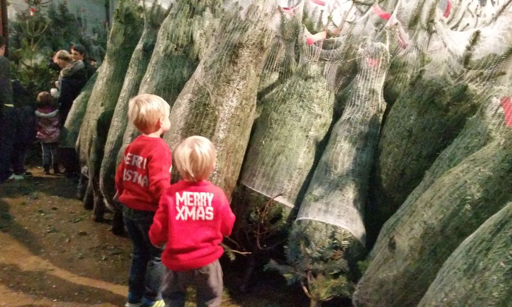 Kids in Christmas jumpers picking their Christmas tree at a Christmas tree farm.
