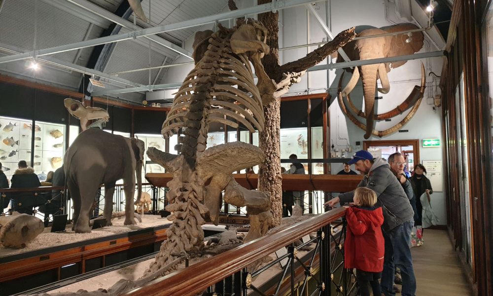 Selection of large skeletons at the Natural History Museum in Tring.