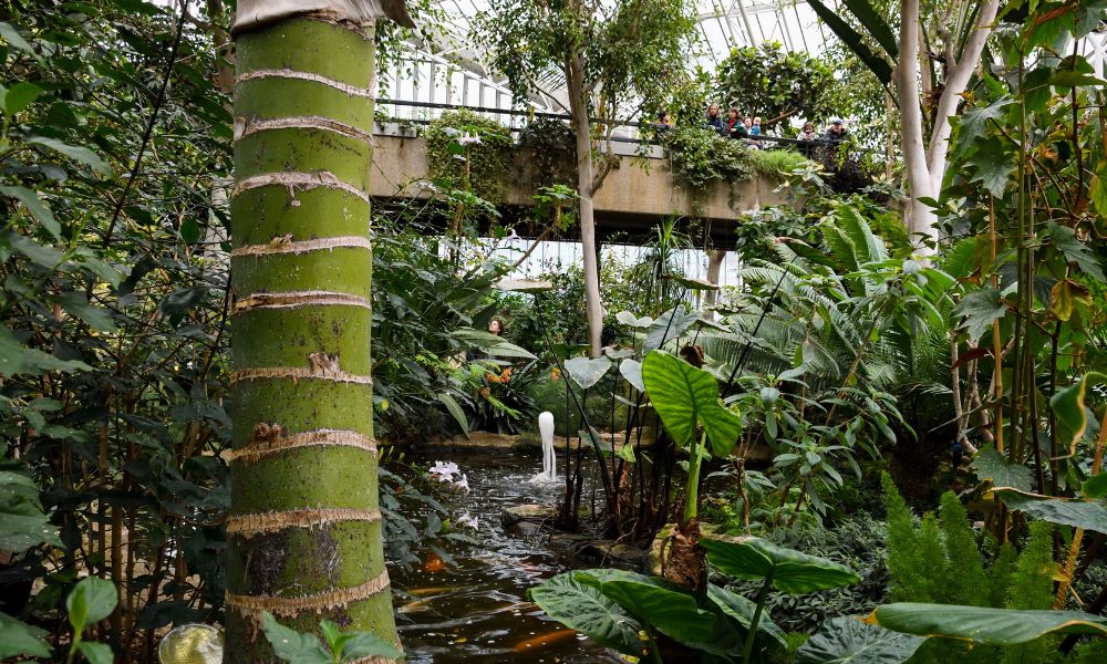 Tropical oasis at the Barbican Conservatory at the Barbican Centre in London.